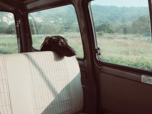 2015-06-Life-of-Pix-free-stock-photos-dog-car-roadtrip-santalla