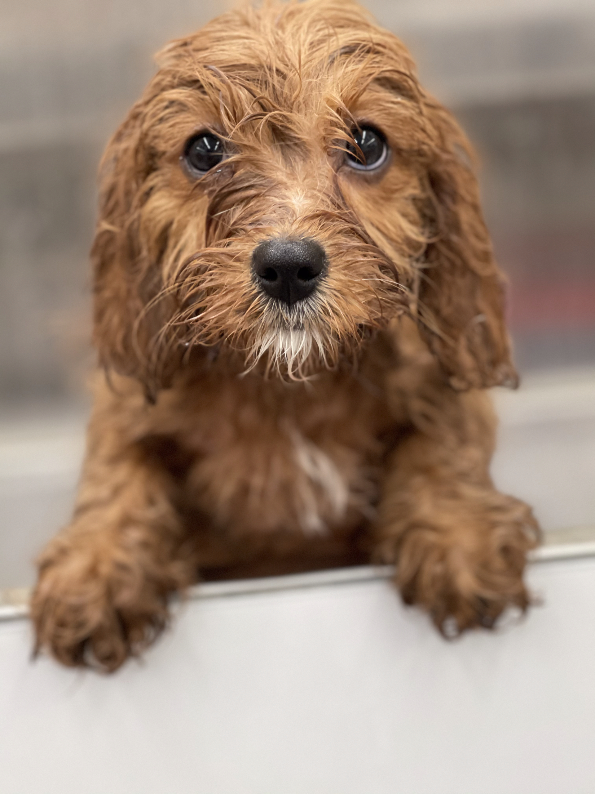 Groomed dog Los Angeles