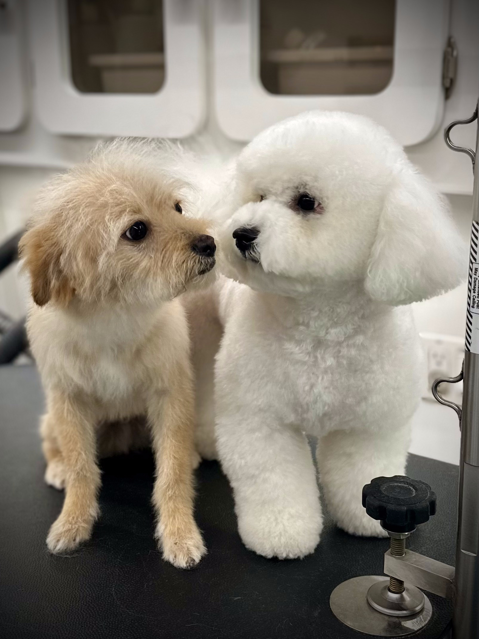 Happy pet after grooming