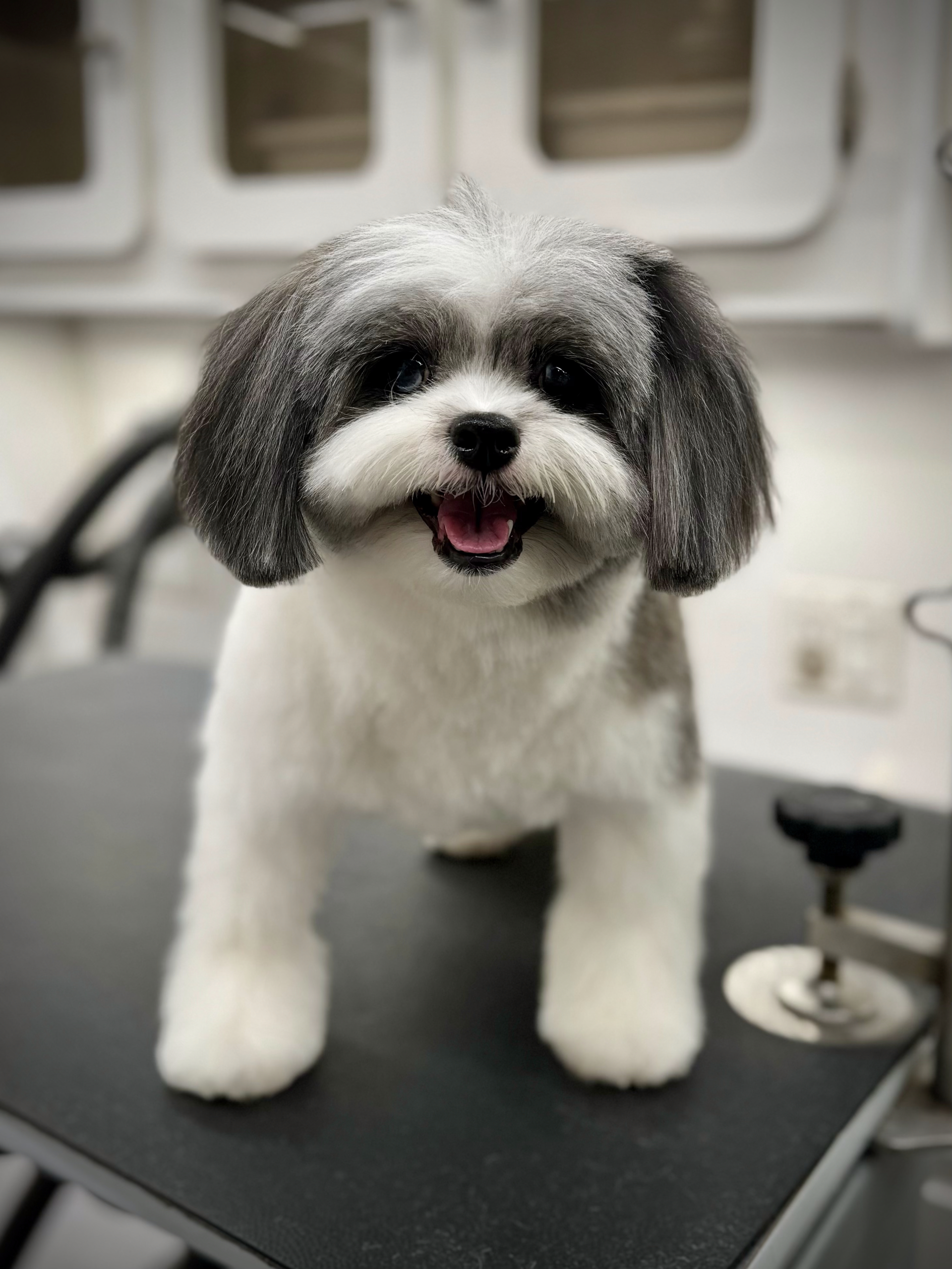 Dog grooming Los Angeles