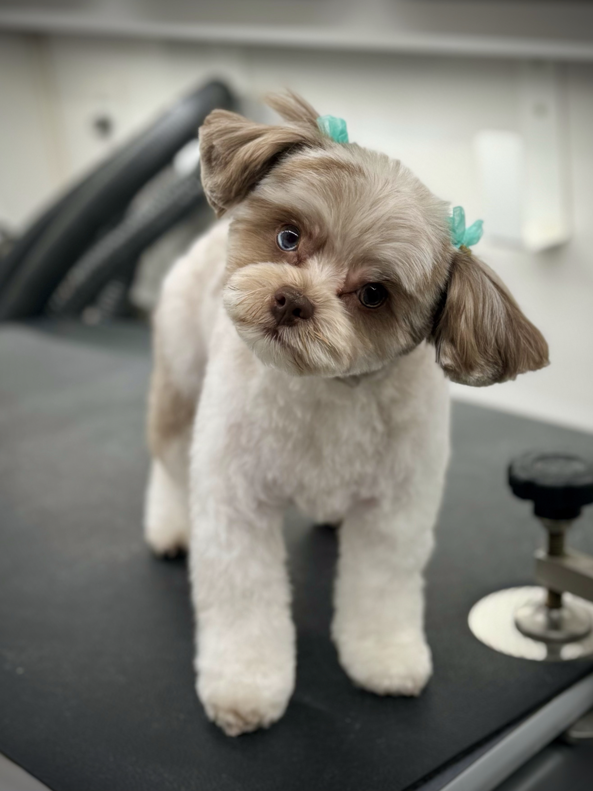 Mobile pet spa grooming result