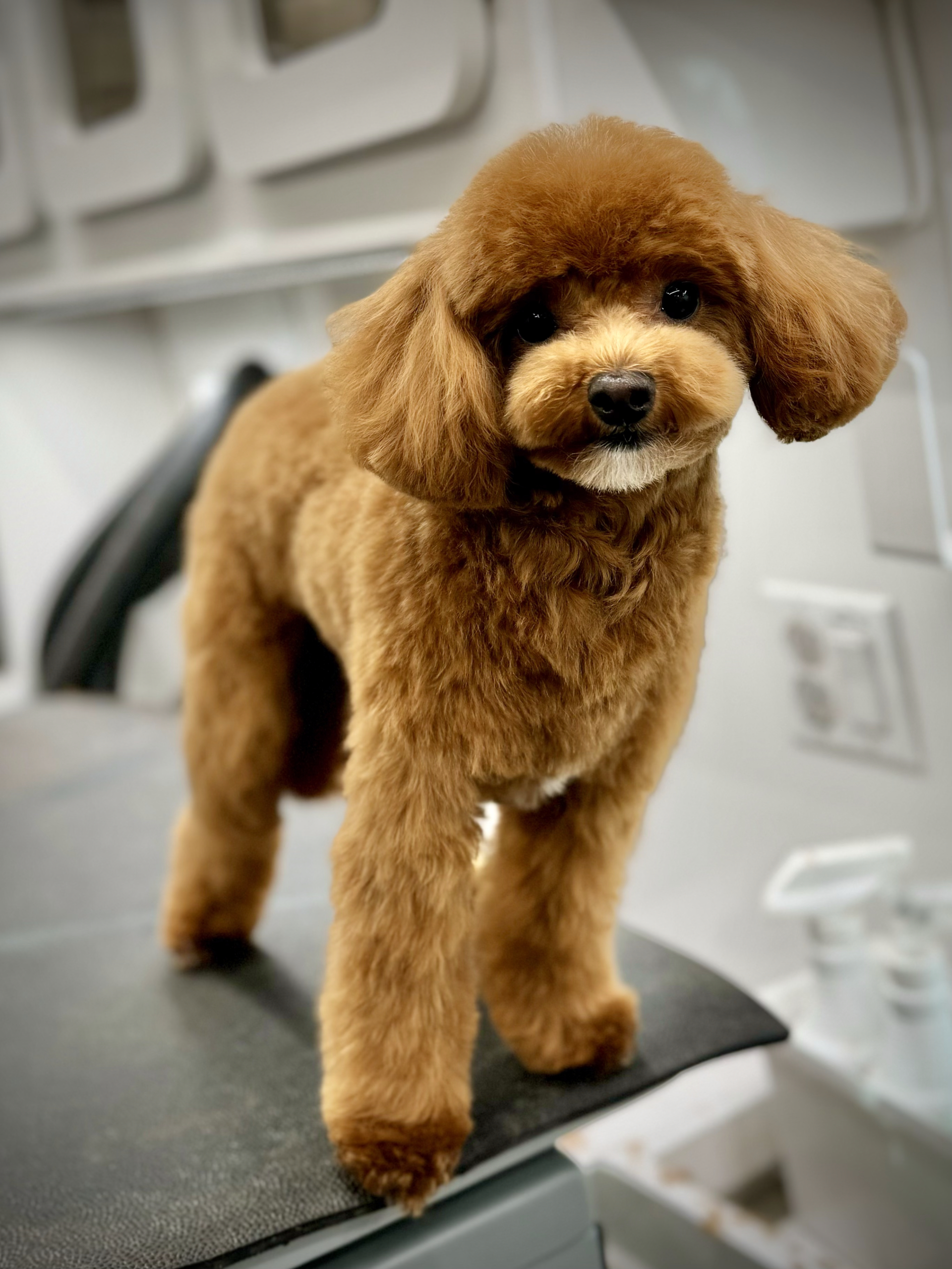 Groomed small dog Los Angeles