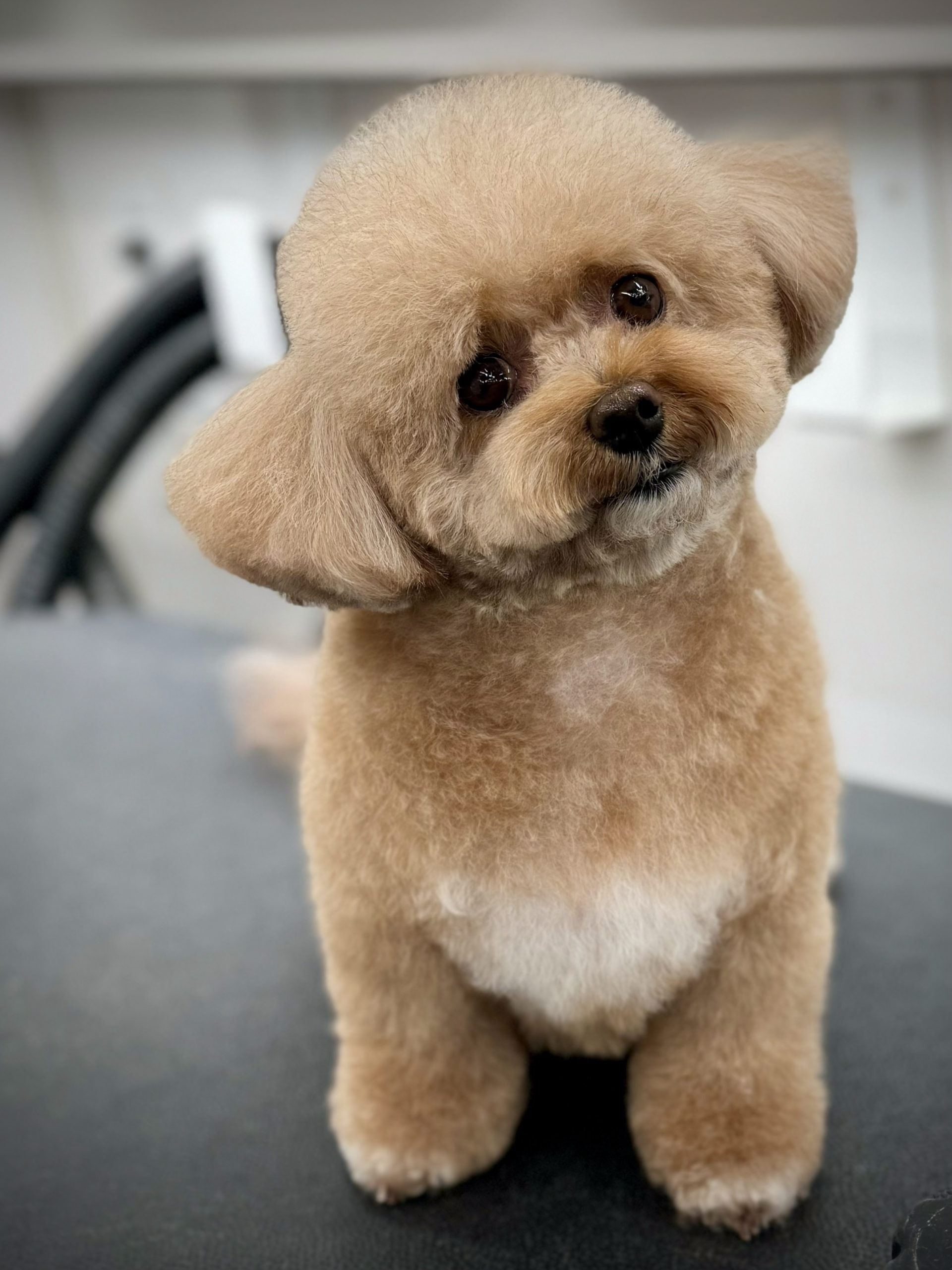 Pet grooming Jungle Pet Spa