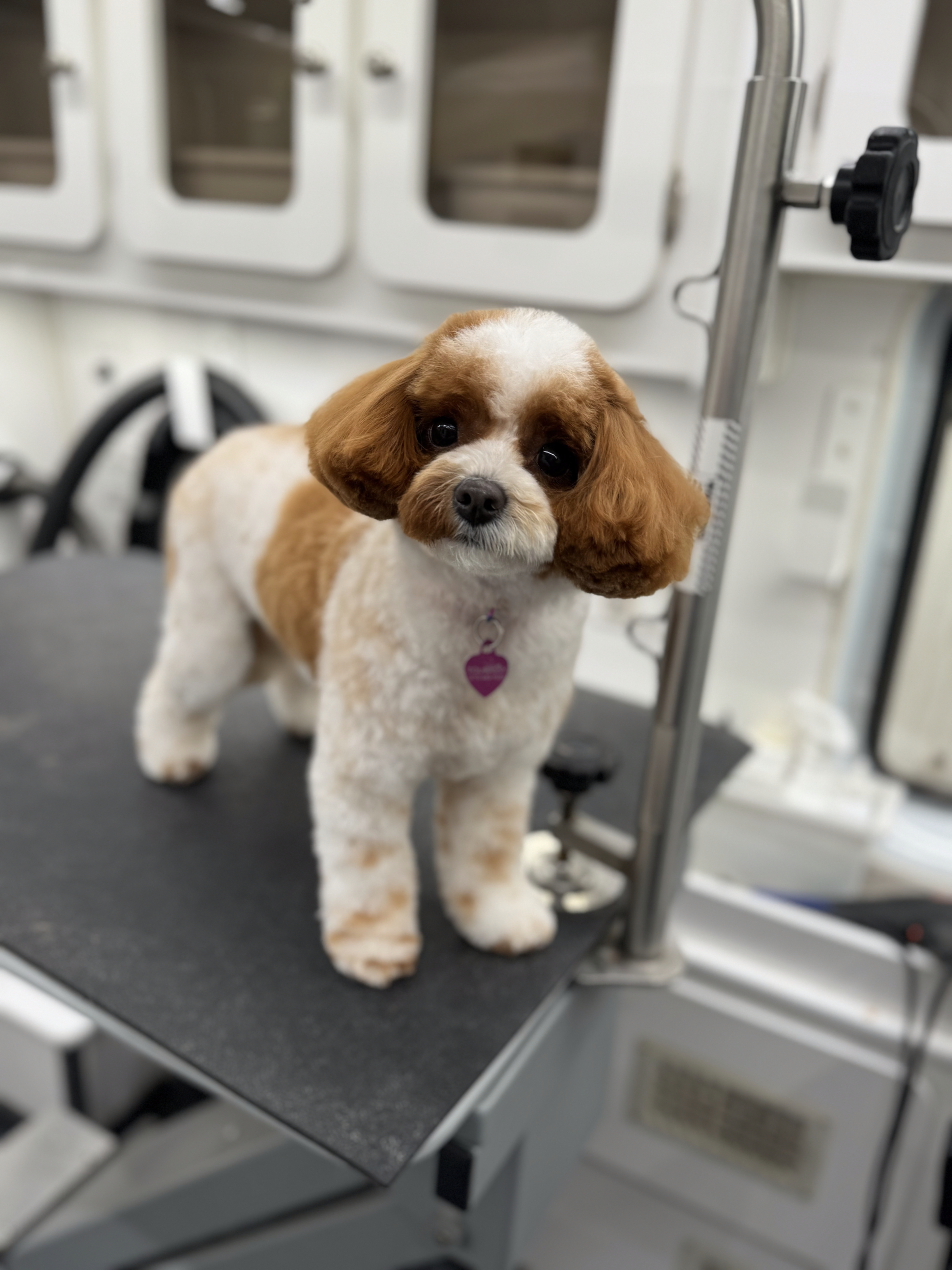 Professional grooming mobile van