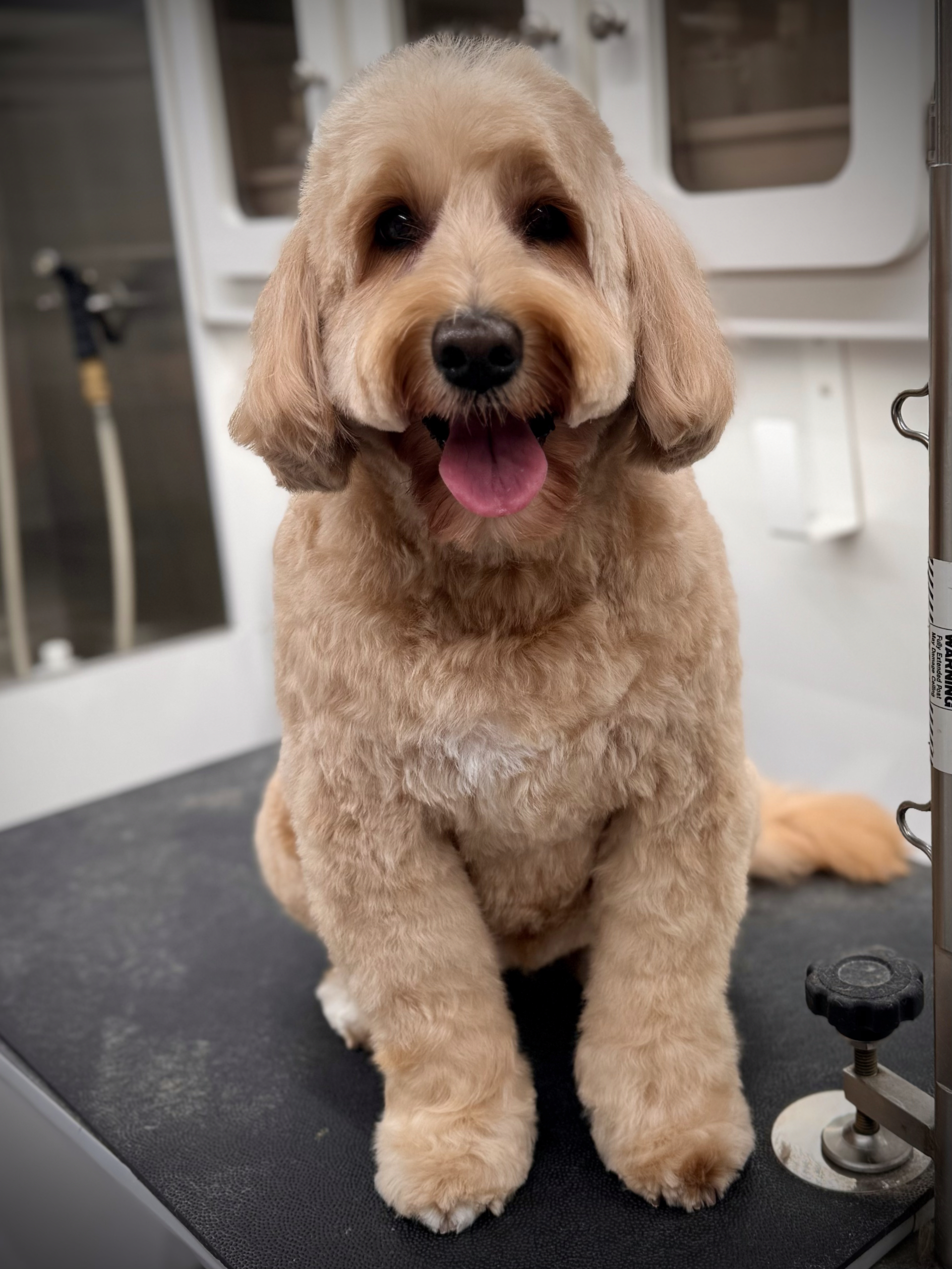 Jungle Pet Spa mobile grooming