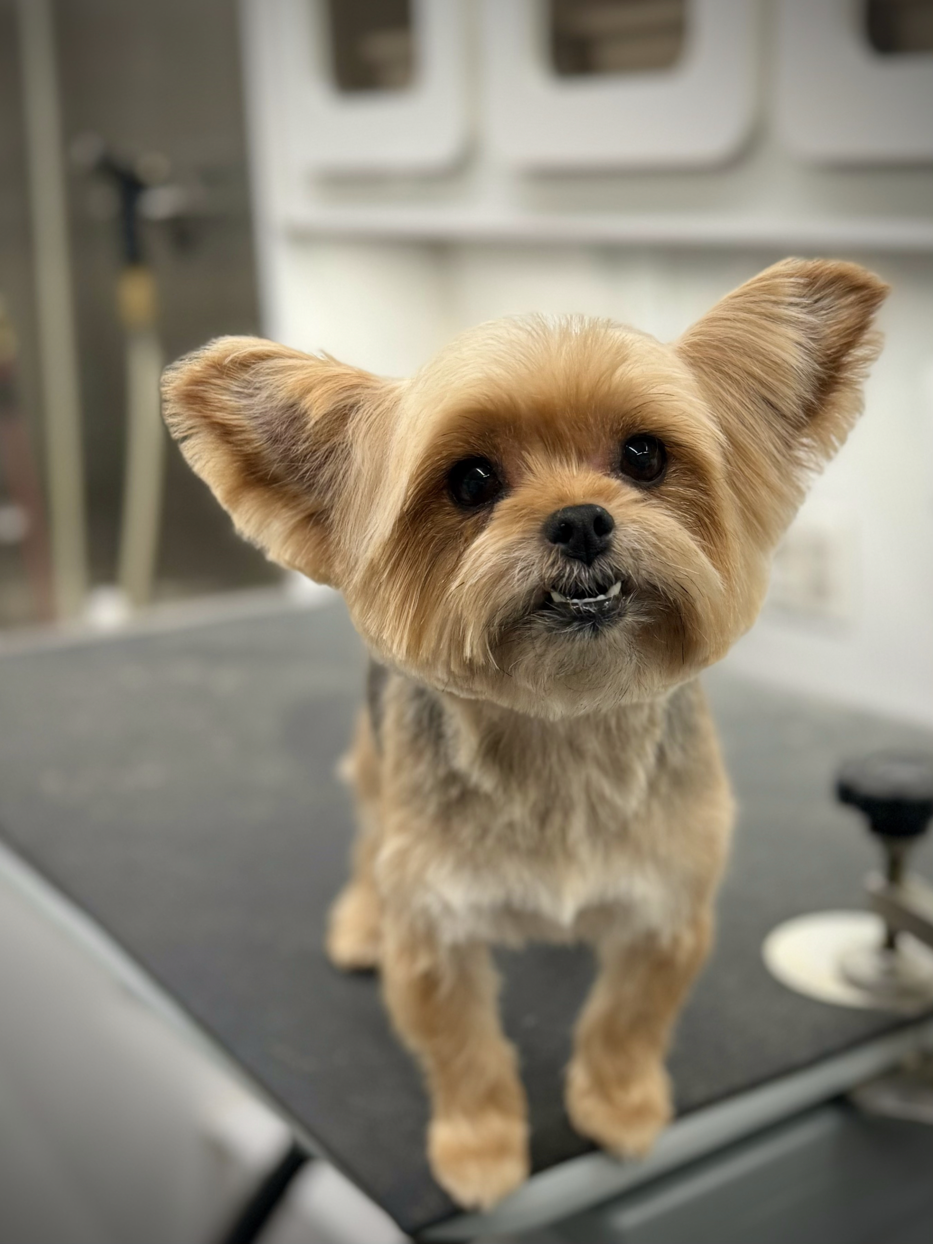 Happy, freshly groomed pet at home
