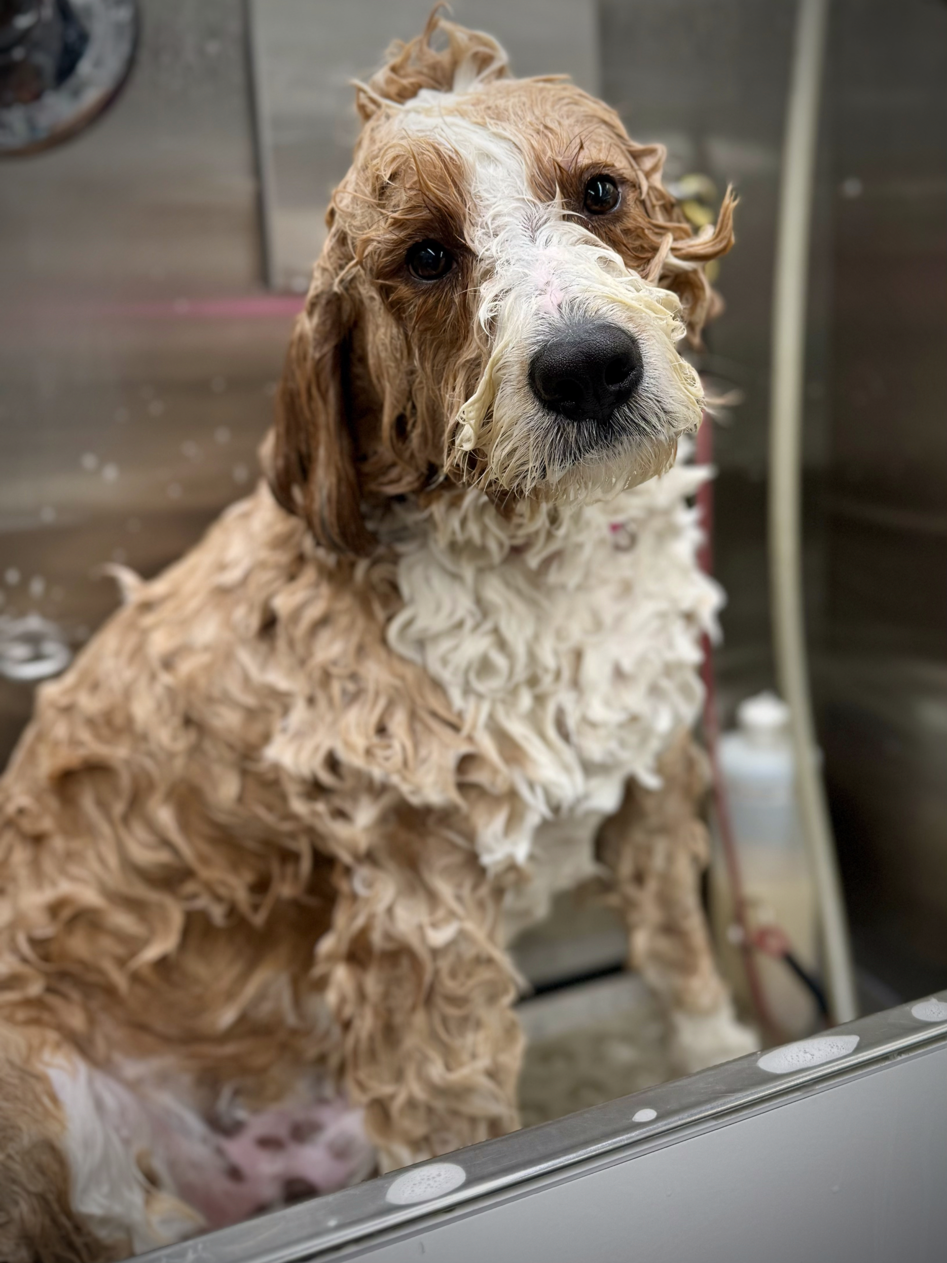 A happy, well-groomed pup after a Jungle Pet Spa appointment.
