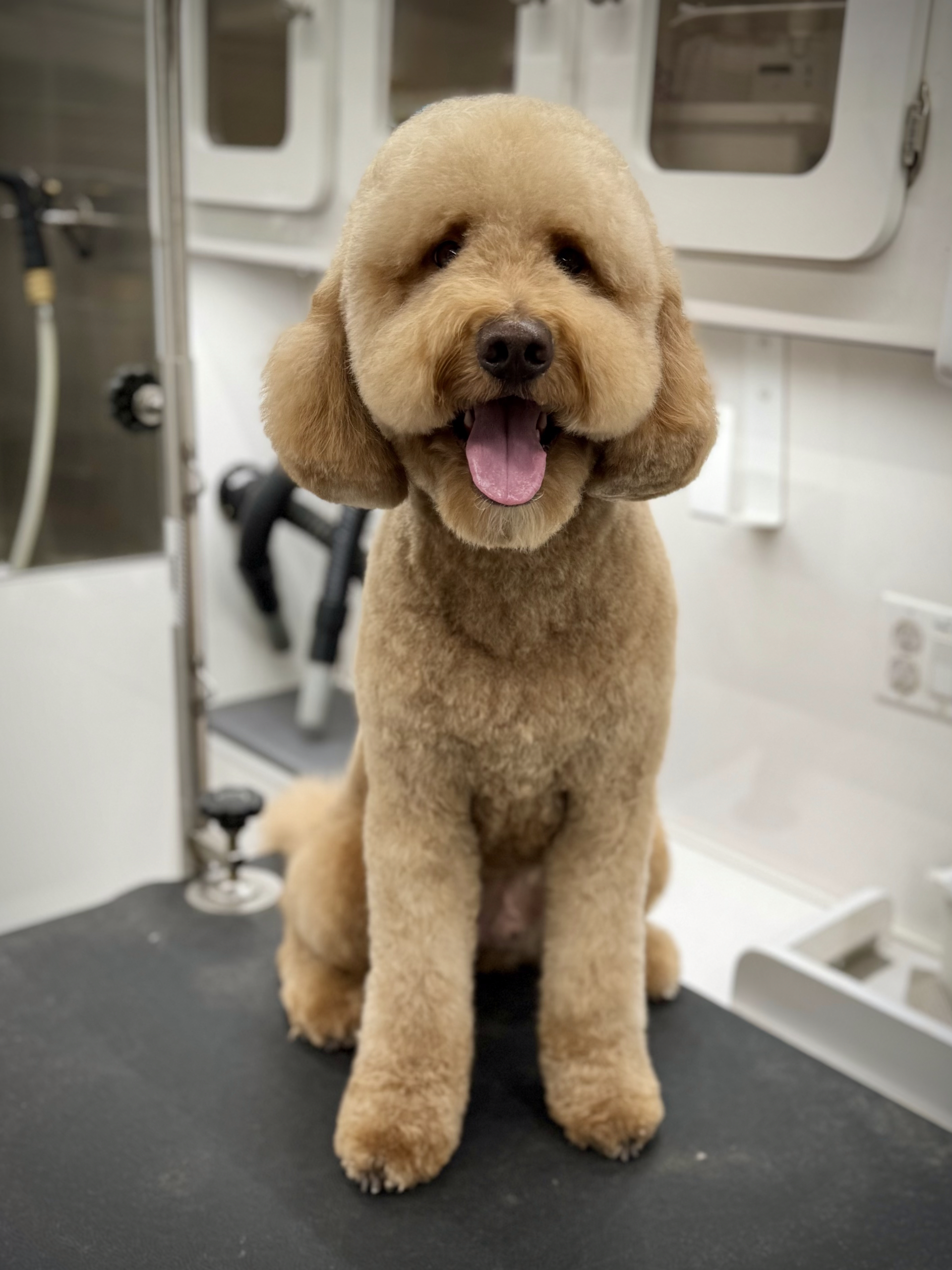Dog relaxing after a mobile grooming session