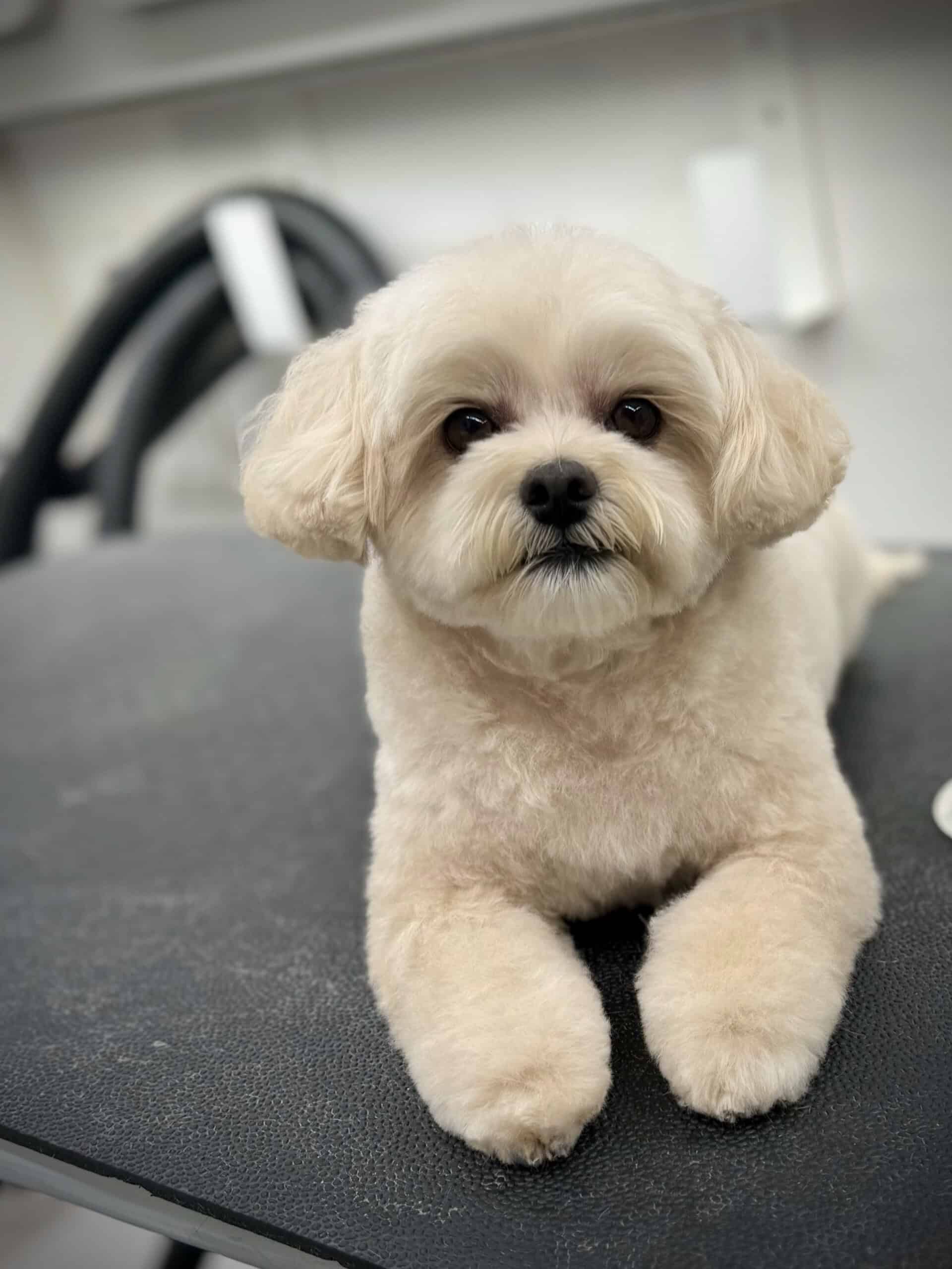 Freshly groomed dog after a mobile grooming appointment