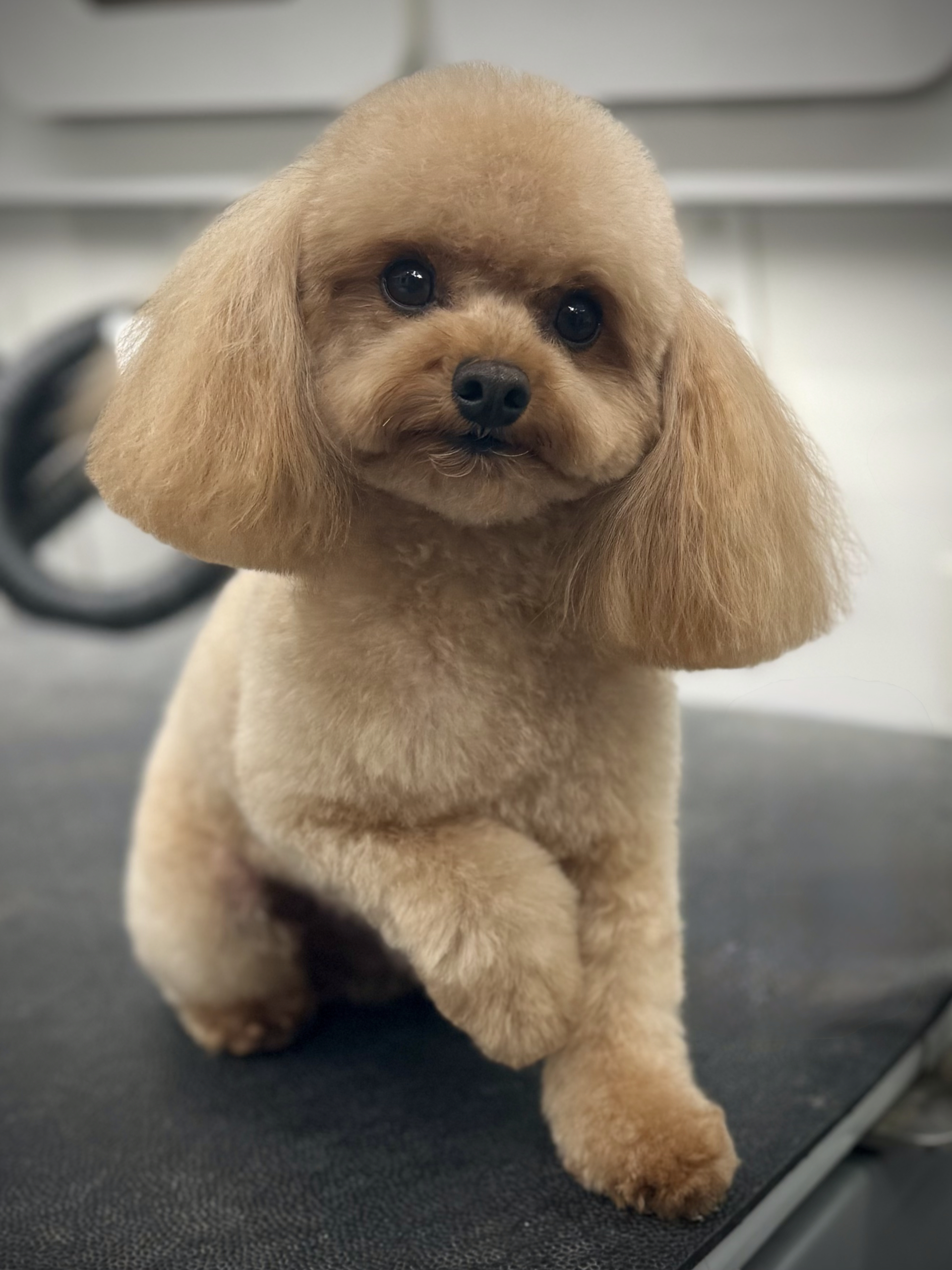 Dog receiving professional grooming in the mobile van