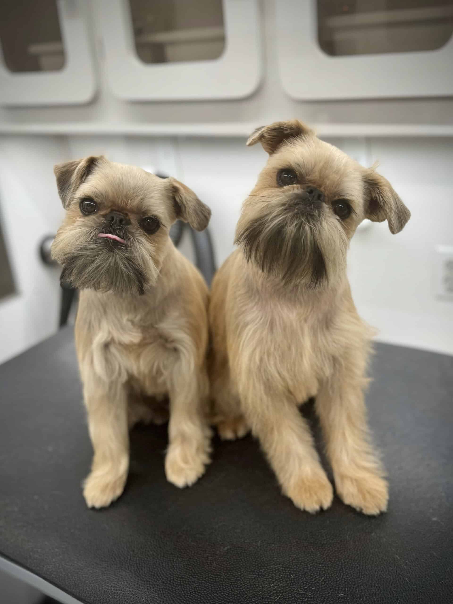 Freshly groomed dog smiling after a bath
