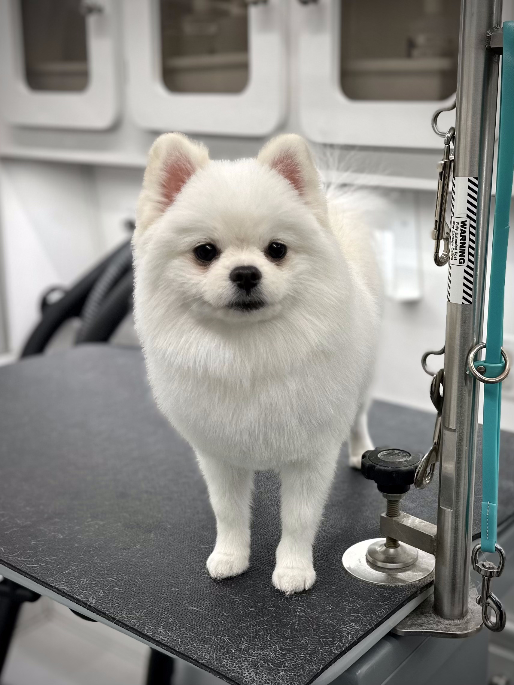 Professionally groomed pet by Jungle Pet Spa mobile grooming Los Angeles