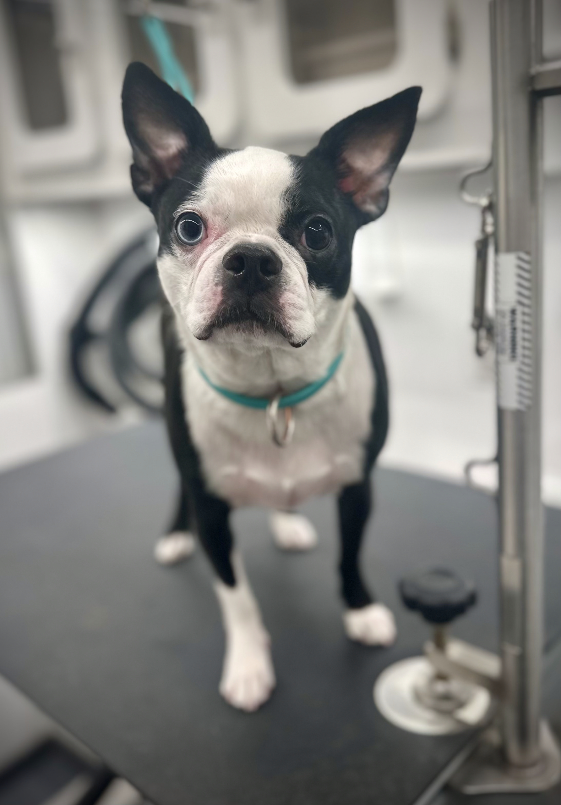 Happy pet after grooming session Jungle Pet Spa Los Angeles