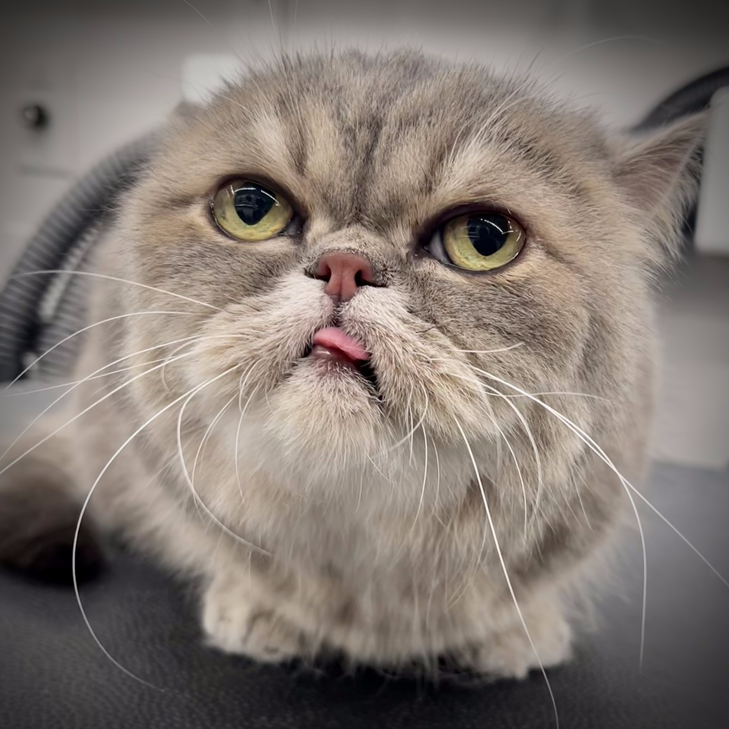 Groomed pet Jungle Pet Spa mobile grooming Los Angeles