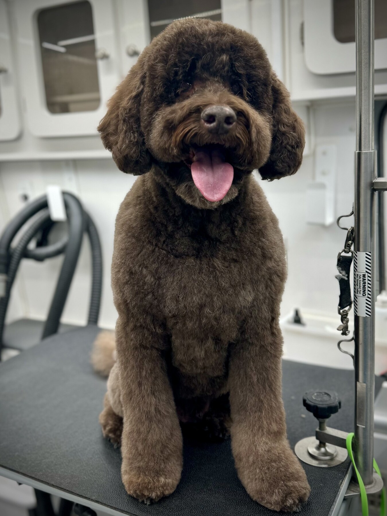 Dog after mobile grooming service in Los Angeles by Jungle Pet Spa