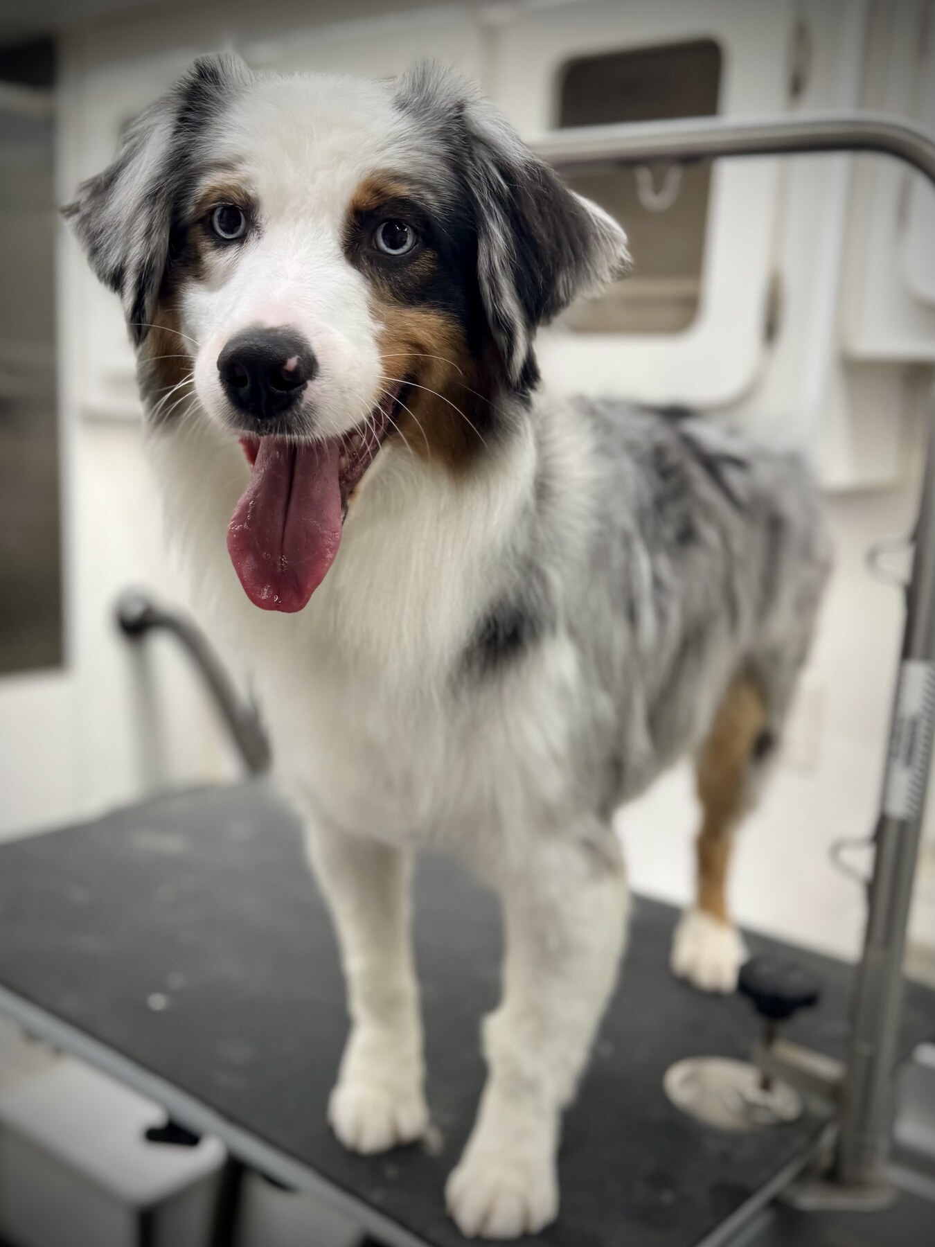 Before and after mobile pet grooming result in Los Angeles