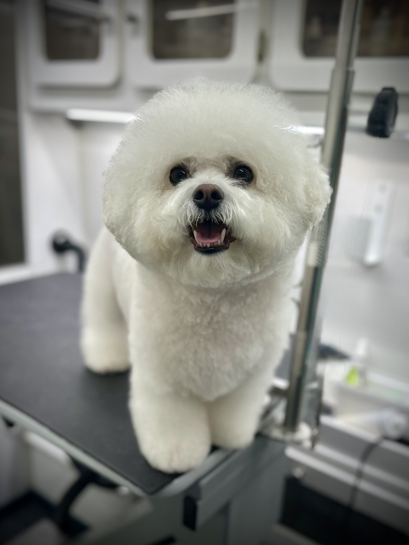 Freshly groomed dog after at-home mobile grooming session