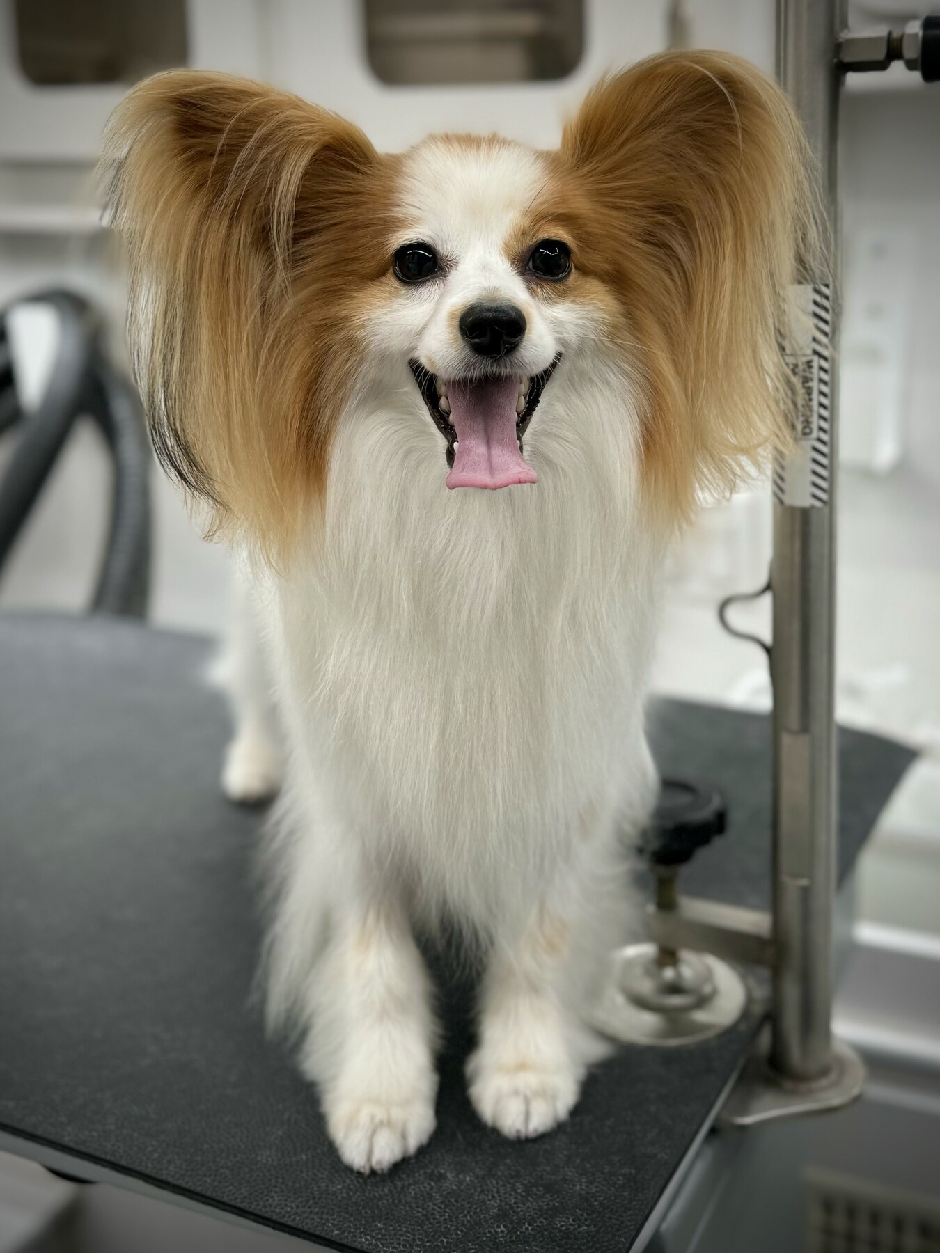 Professional mobile dog grooming in Los Angeles — Jungle Pet Spa