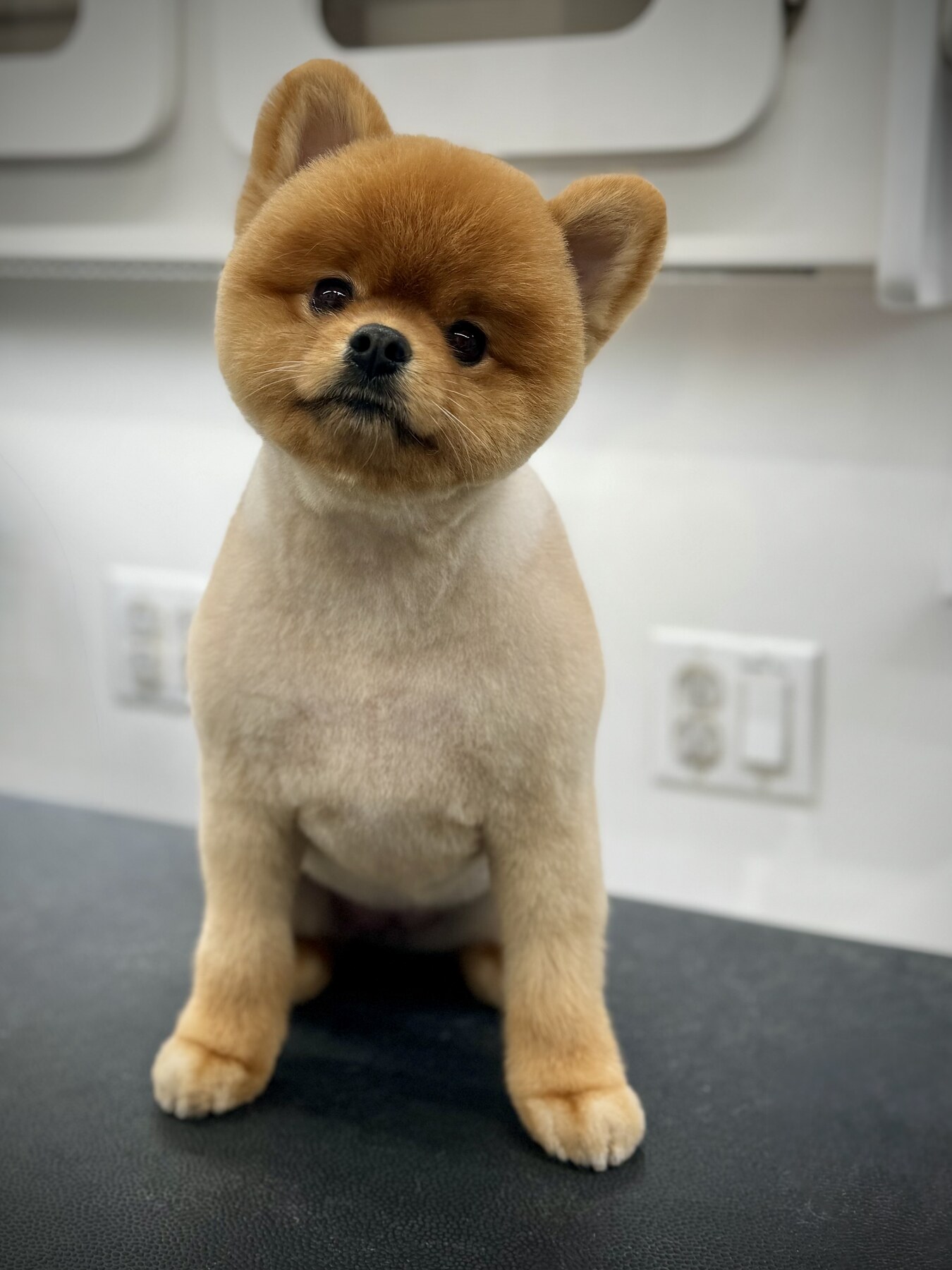 Groomed puppy after mobile dog grooming appointment in Los Angeles