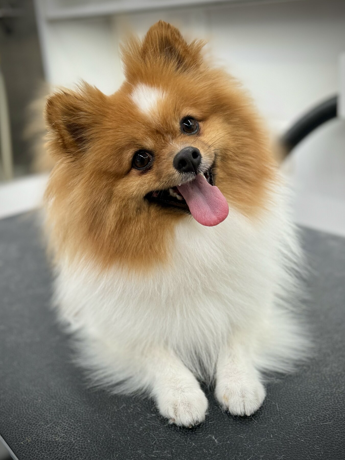 Jungle Pet Spa mobile grooming van visit at a Los Angeles home