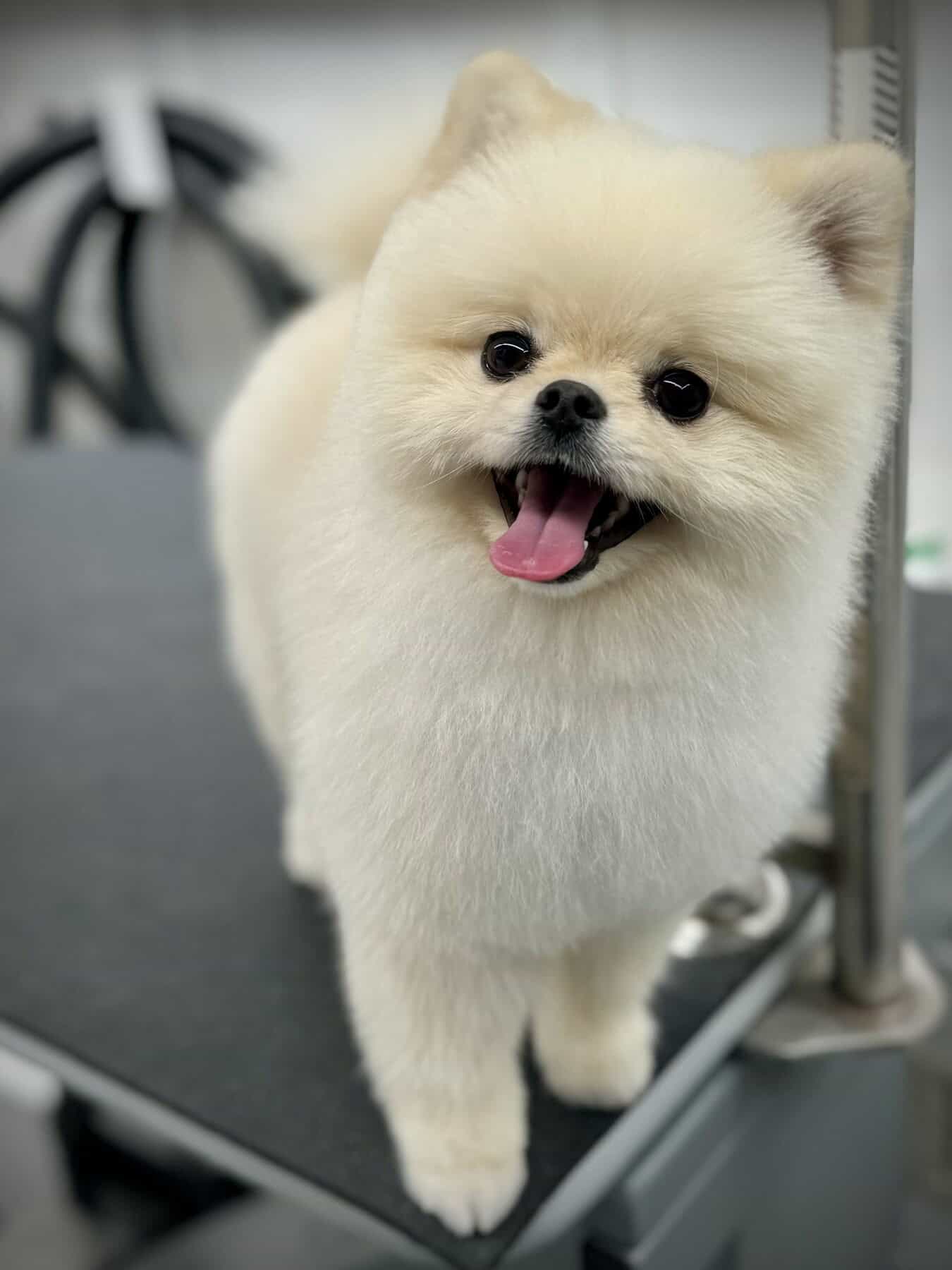 A freshly groomed dog after a Jungle Pet Spa appointment.