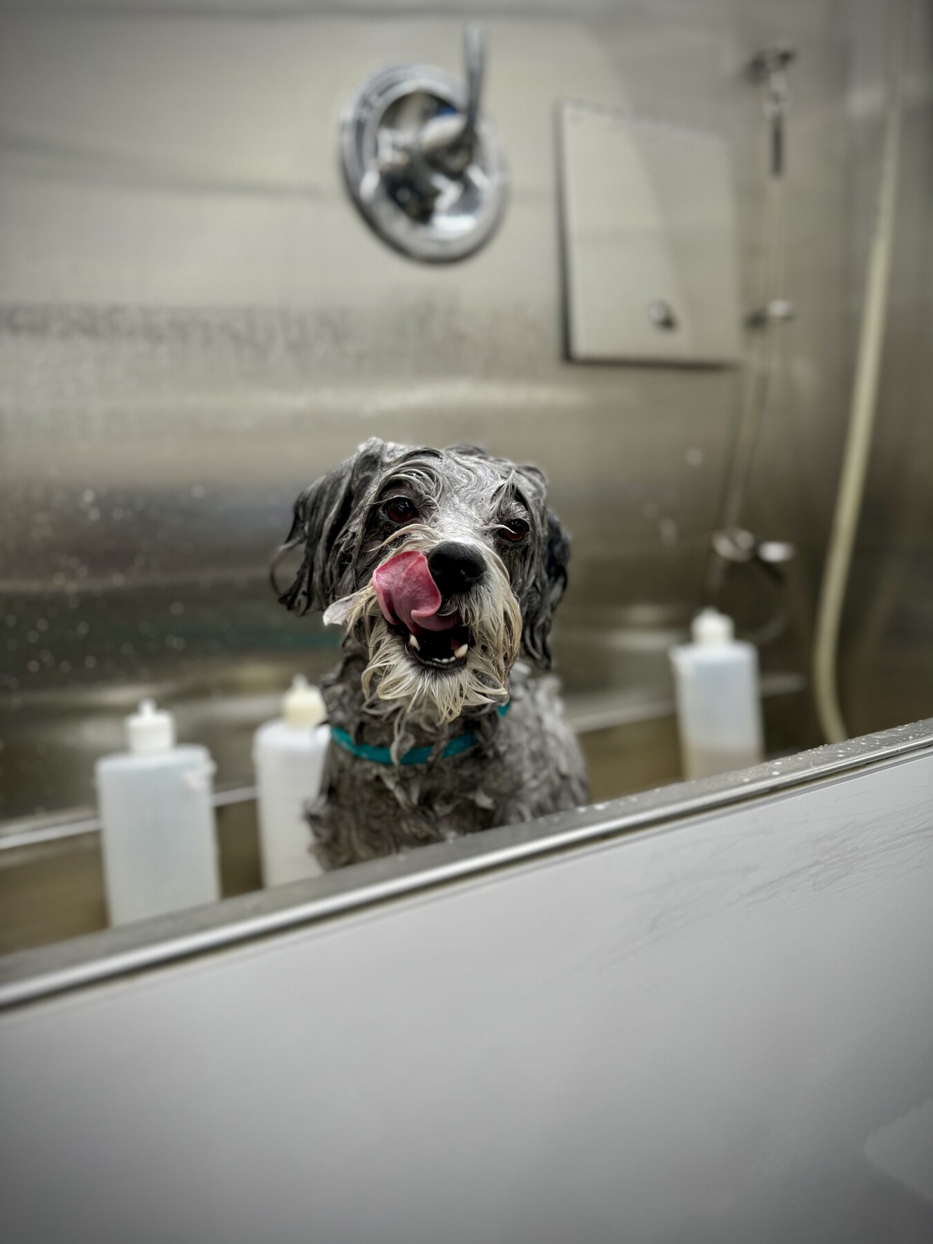 dog being bathed during mobile dog grooming in Los Angeles