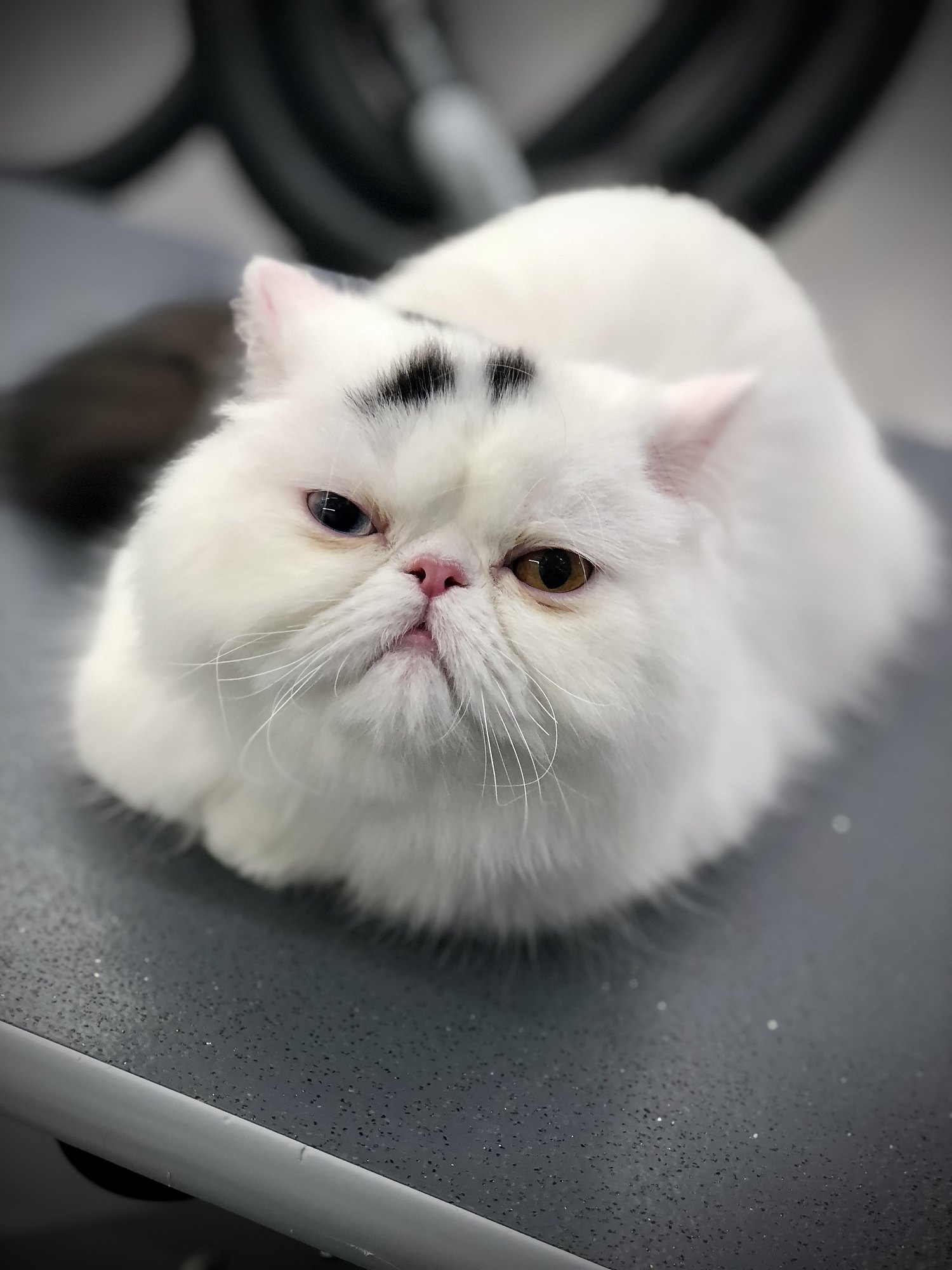 White Persian cat on the grooming table in the Jungle Pet Spa mobile van after a bath and brush-out
