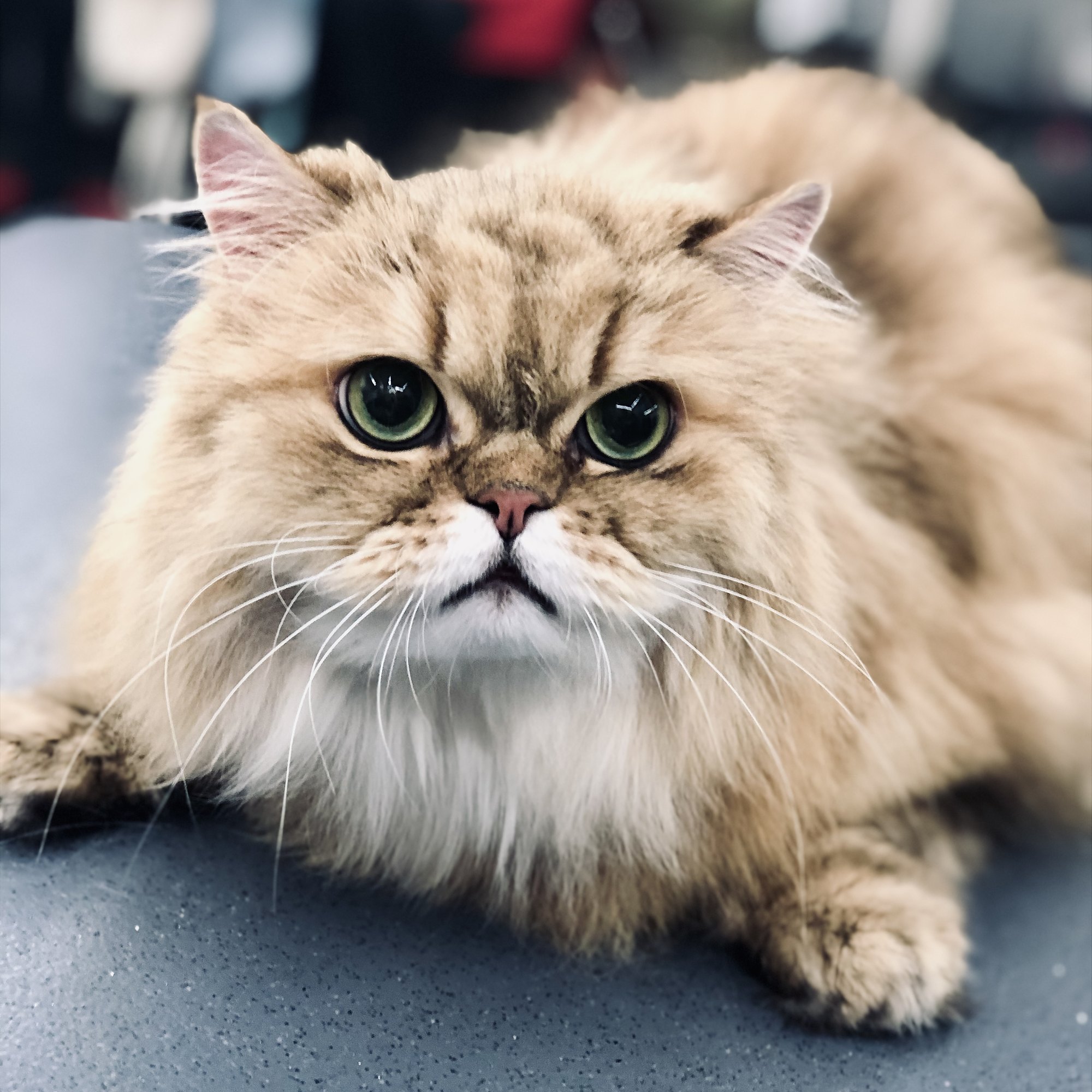 Long-haired golden cat after a full brush-out and deshed in the mobile grooming van