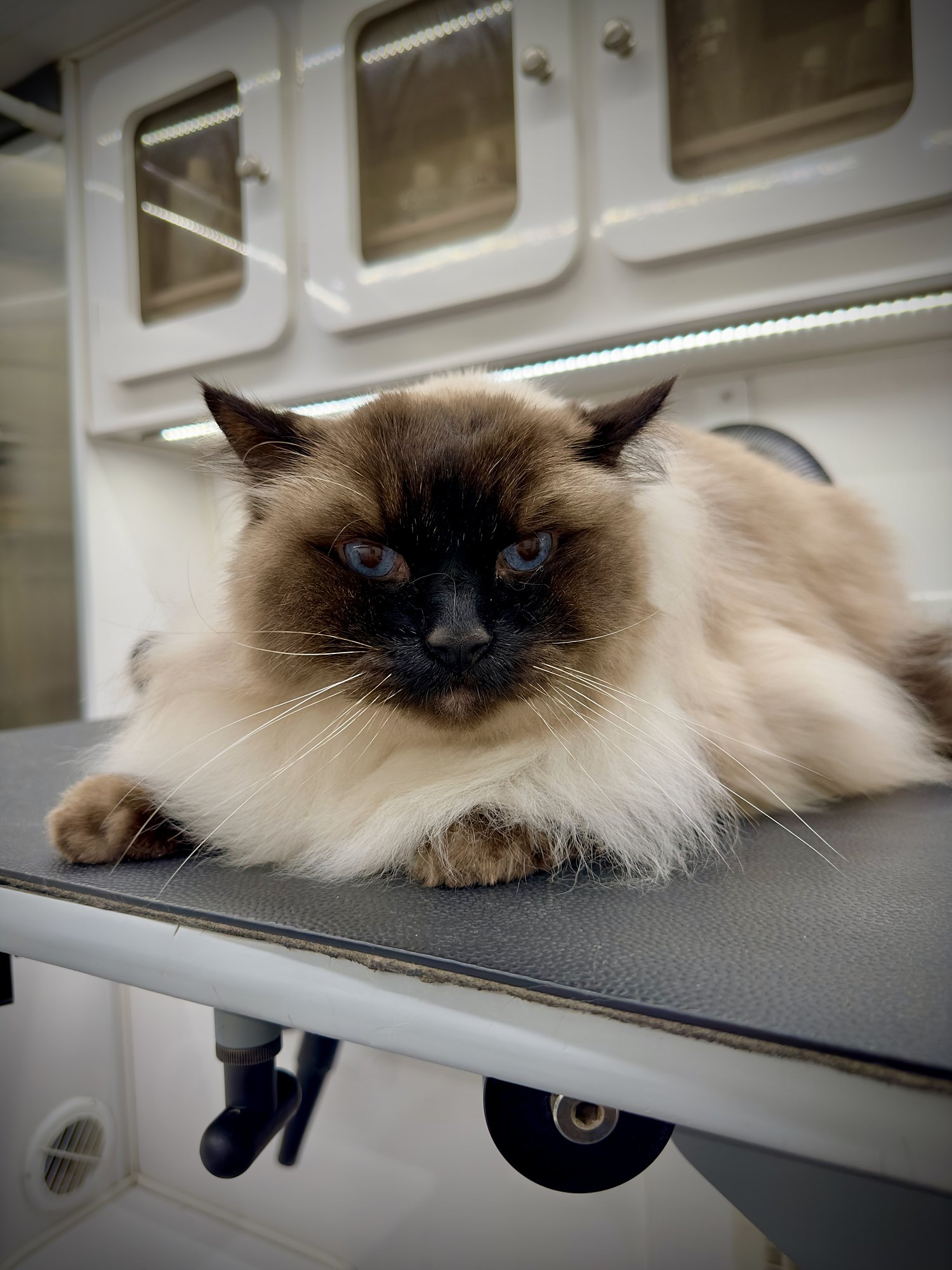 Himalayan cat resting on the table inside the Jungle Pet Spa grooming van