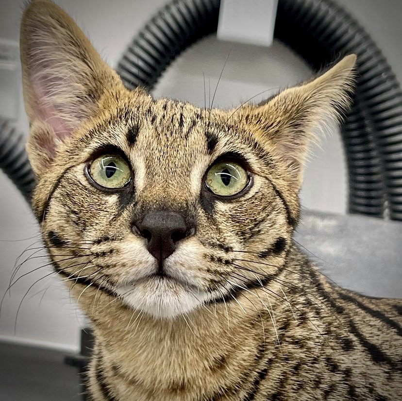 Bengal cat looking up during a mobile grooming appointment in Los Angeles